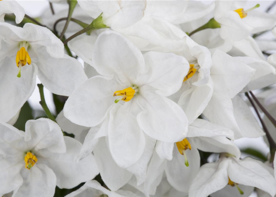 Jasmin Pyramide Solanum Jasminoides