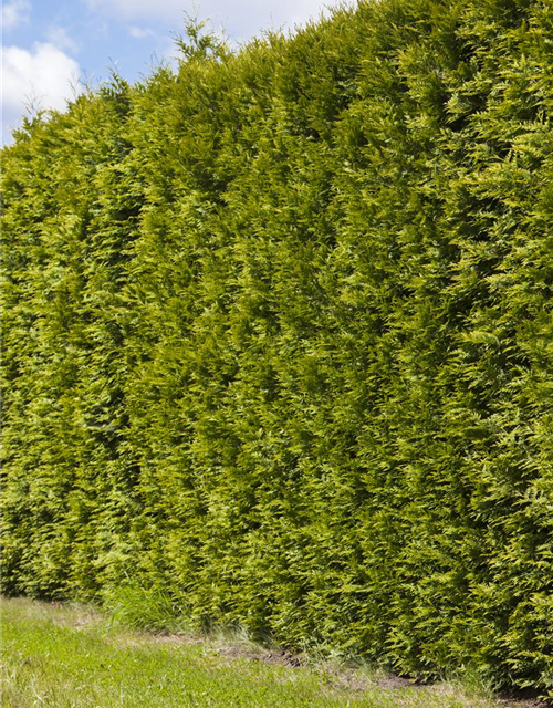 Lebensbaum Thuja Smaragd Lebensbaum Smaragd