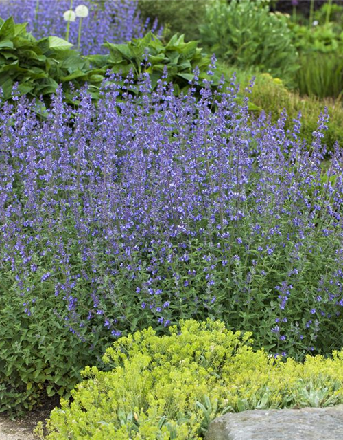 nepeta faassenii blaues Wunder