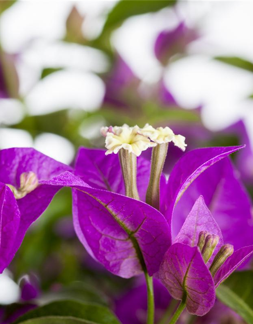 Bougainvillea Stamm Drillingsblume Gartencenter Streb