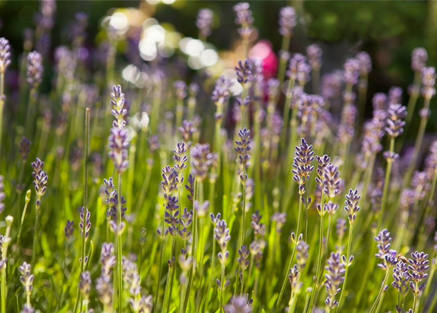 Lavendel aus der Gärtnerei