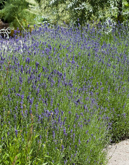 Lavendel aus der Gärtnerei