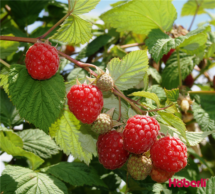 – Liter Streb Rubus C Gartencenter 1.25 virusfrei - stachellos Sommerhimbeere – Häberli Topf, GLEN AMPLE
