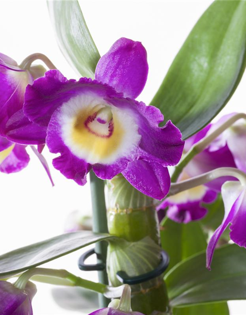Dendrobium Nobile Orchidee