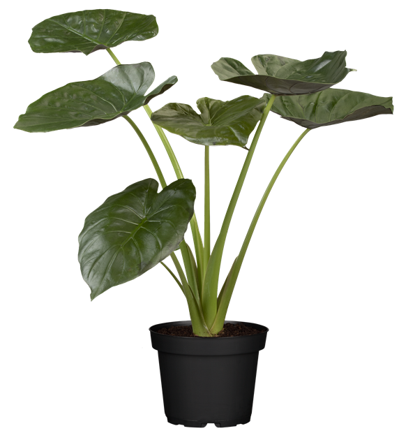 Alocasia Cucullata, Kupfer-Pfeilblatt - Gartencenter Streb