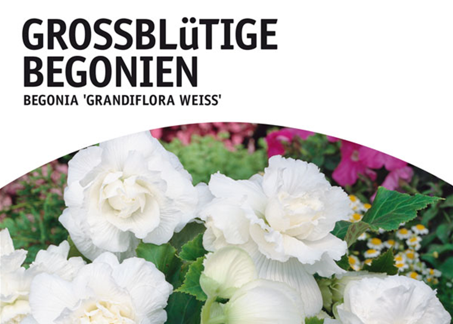 Begonia grandiflora weiss x3