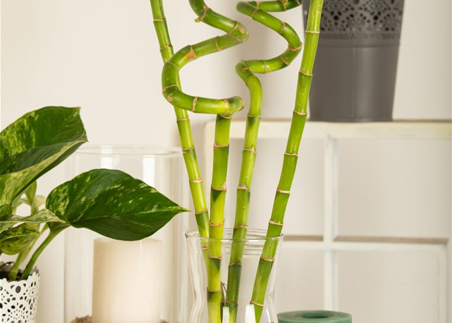 Lucky Bamboo Spirale, Glücksbambus - Gartencenter Streb