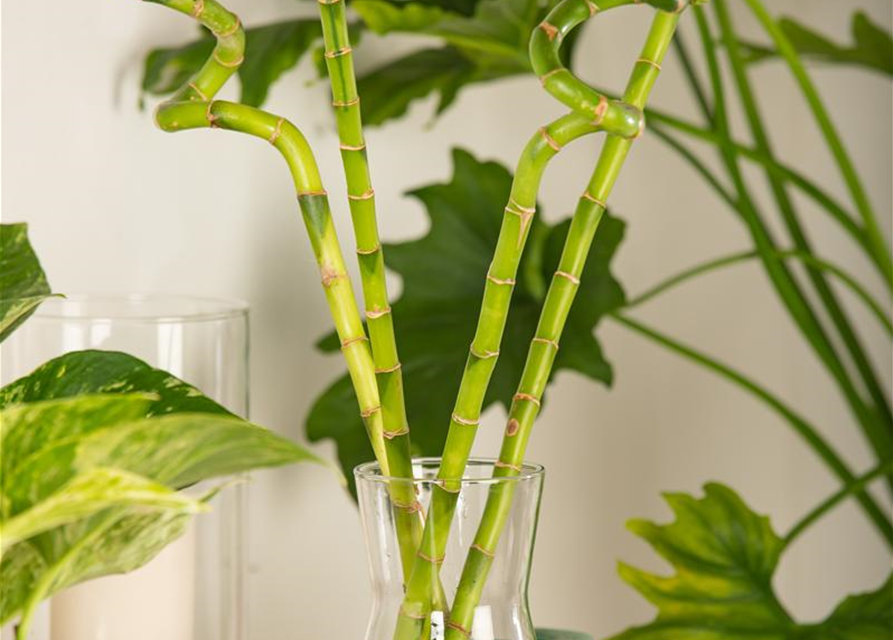 Lucky Bamboo Spirale, Glücksbambus - Gartencenter Streb