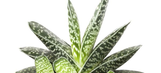 Aloe Paradisicum 