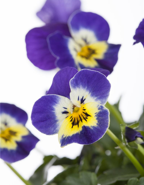Viola cornuta *