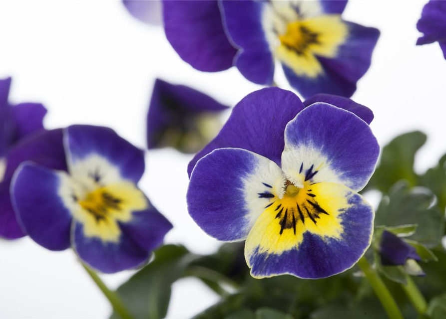 Viola cornuta *