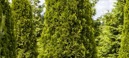 Lebensbaum Thuja Smaragd