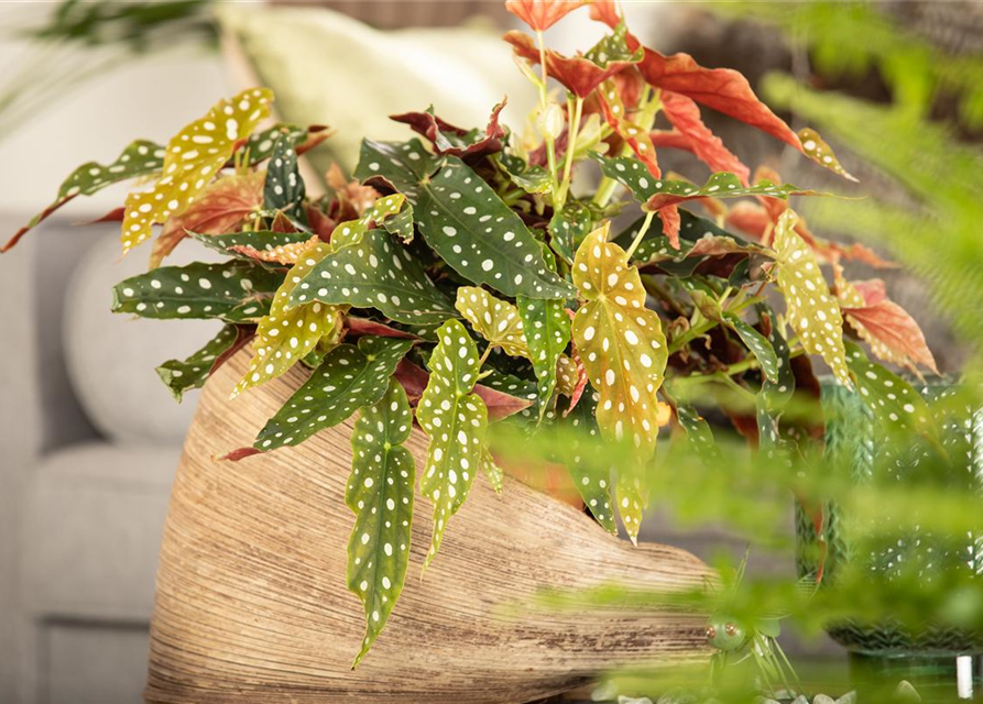 Begonia Maculata wightii 