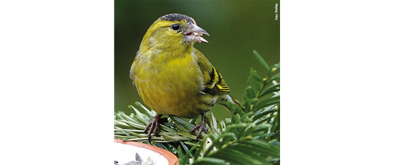 TIPPS ZUR WINTERVOGELFüTTERUNG