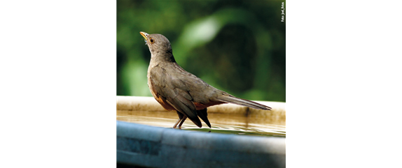 TIPPS ZUR WINTERVOGELFüTTERUNG