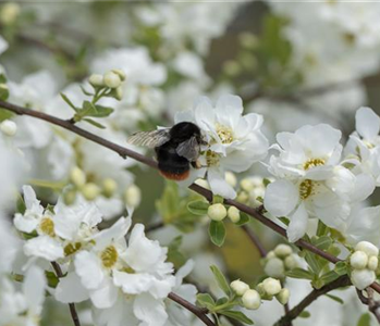 TOP 5 INSEKTENFREUNDLICHE PFLANZEN!