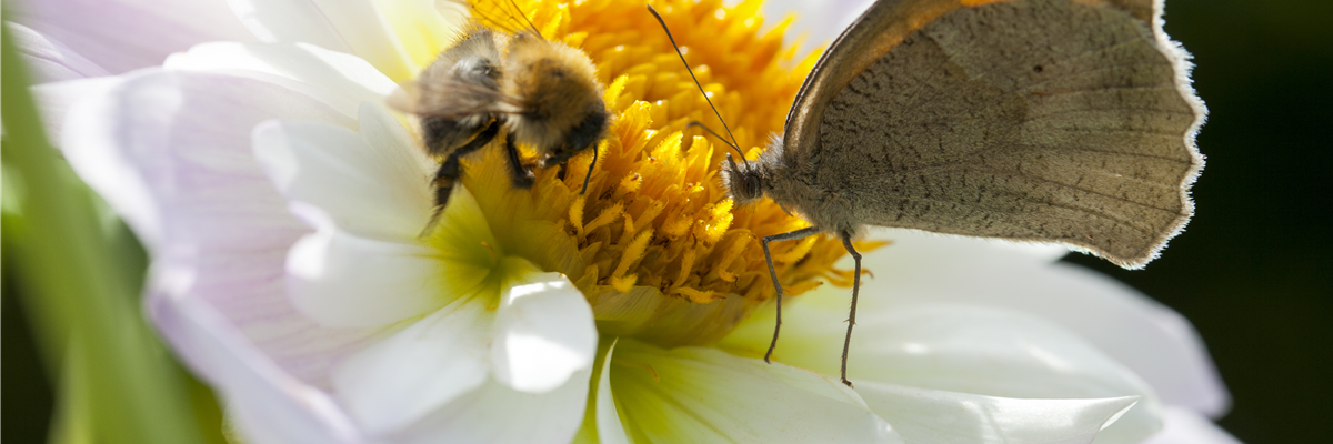 Schmetterling und Biene