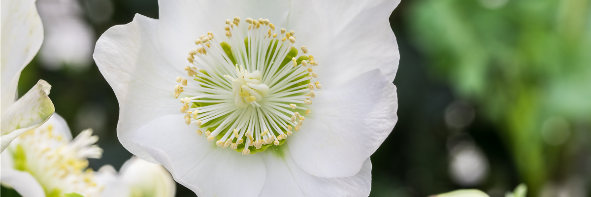 Helleborus x ericsmithii