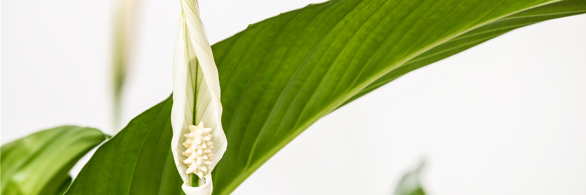 Spathiphyllum floribundum, weiß