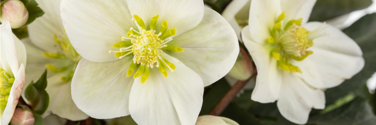 Helleborus x ericsmithii 'HGC Shooting Star'®