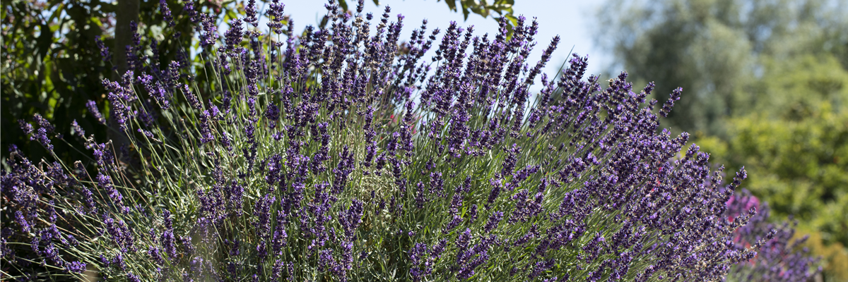 Lavandula angustifolia