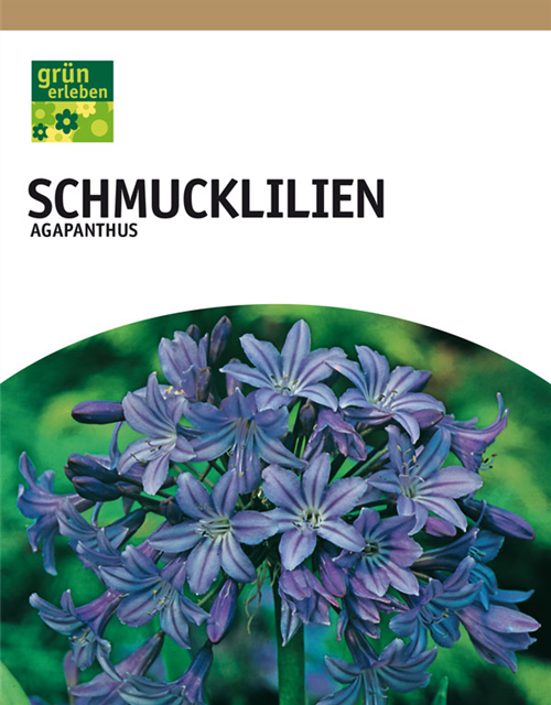 Agapanthus blau x3