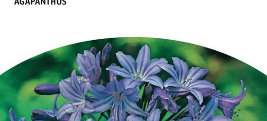 Agapanthus blau x3