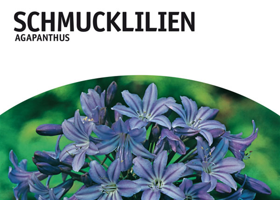 Agapanthus blau x3