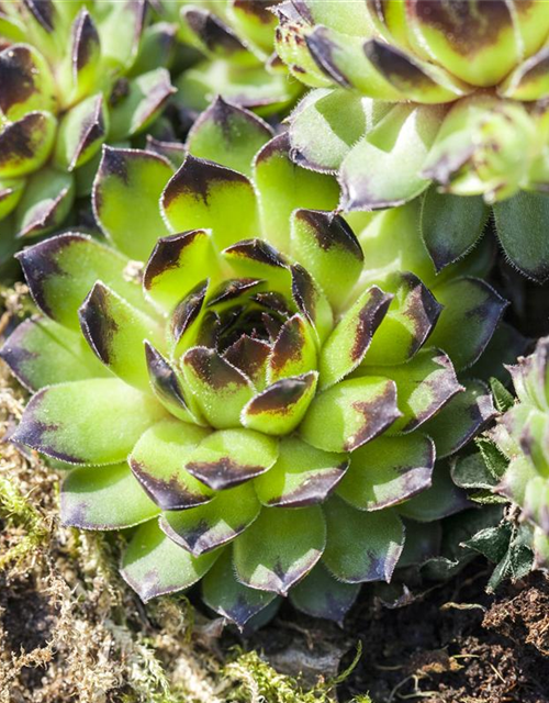 Sempervivum