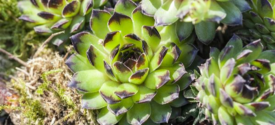 Sempervivum