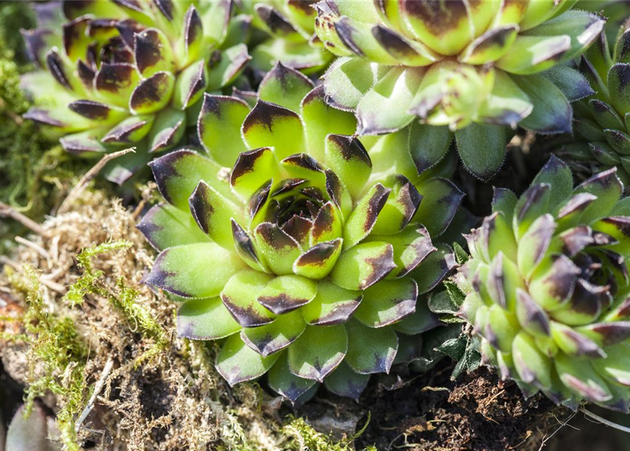 Sempervivum