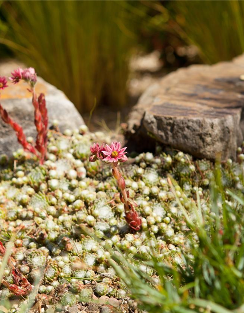 Sempervivum