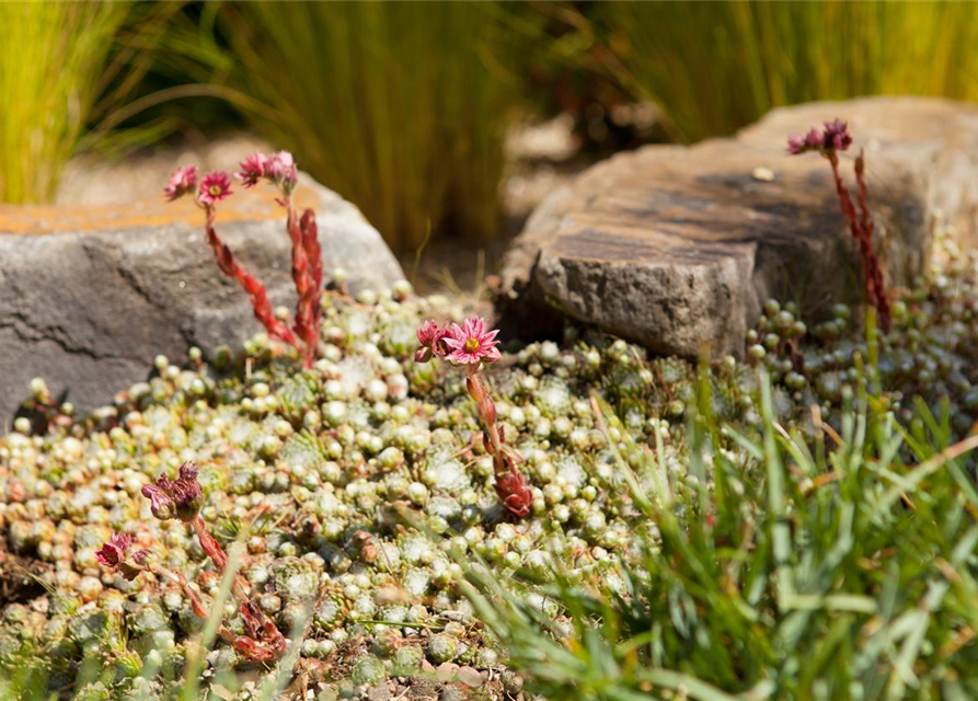 Sempervivum