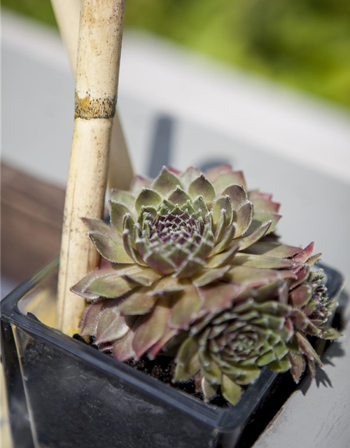 Sempervivum