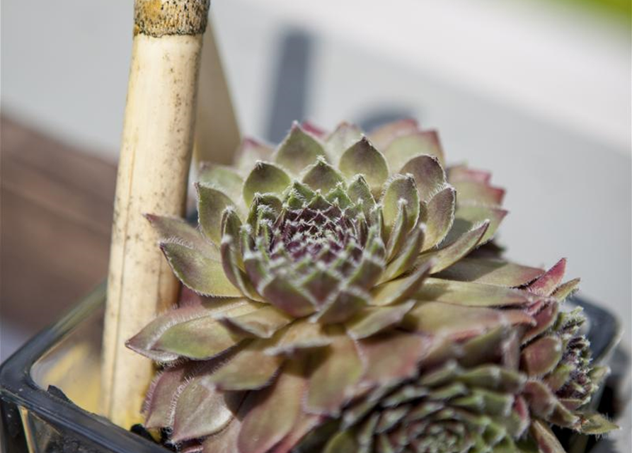 Sempervivum