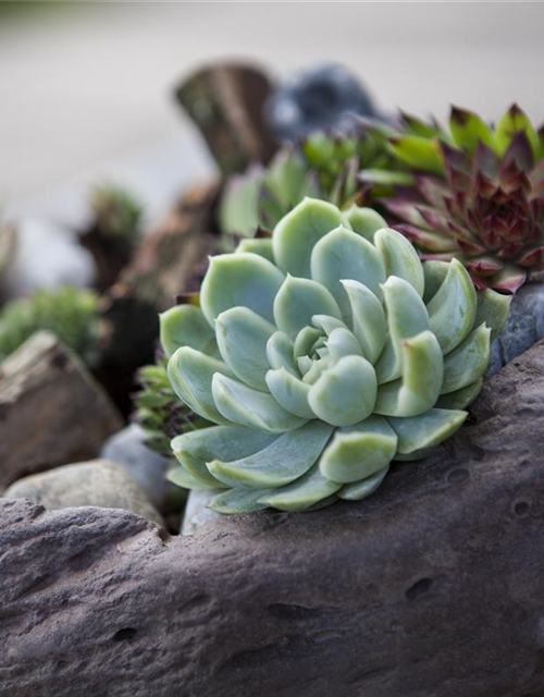 Sempervivum