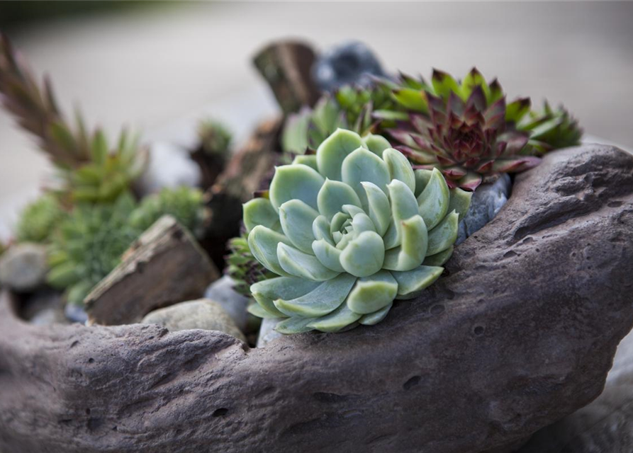 Sempervivum