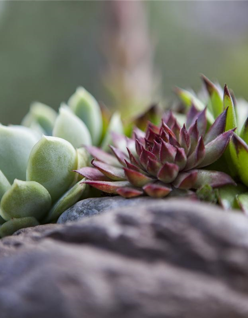 Sempervivum