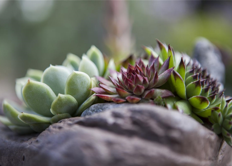 Sempervivum