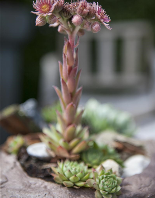 Sempervivum