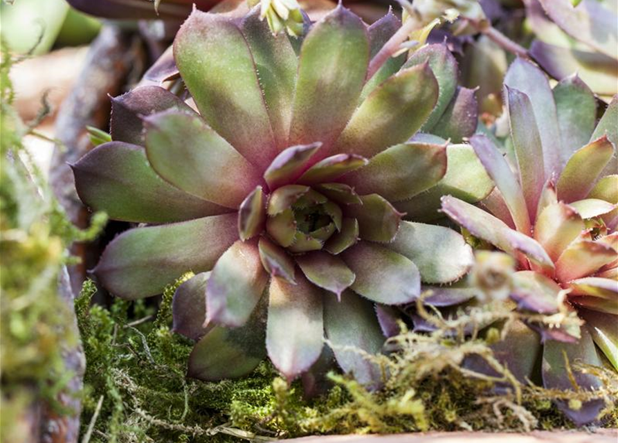 Sempervivum