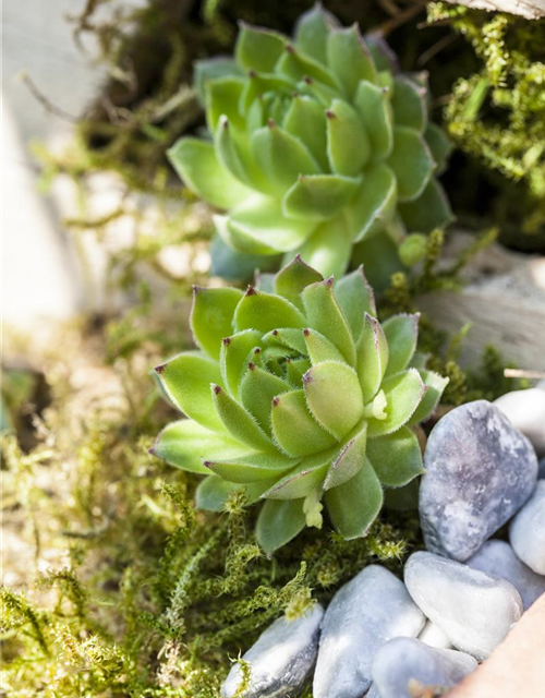 Sempervivum