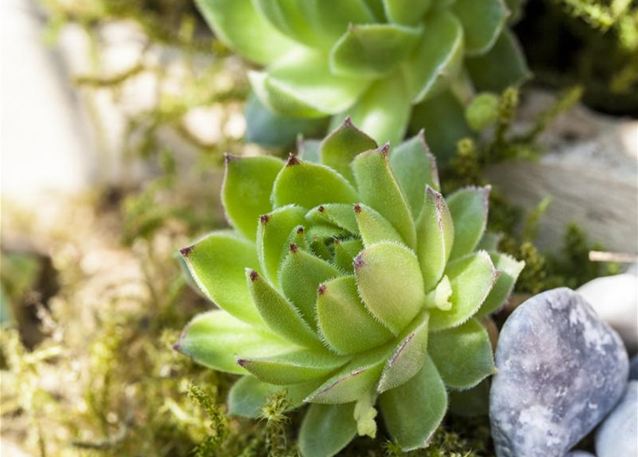 Sempervivum