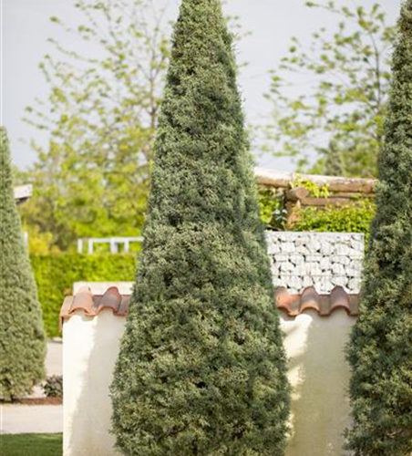 Cupressus arizonica 'Fastigiata'