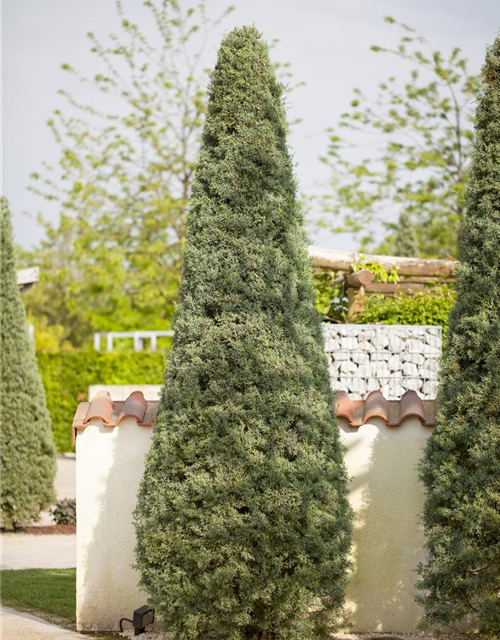 Cupressus arizonica 'Fastigiata'