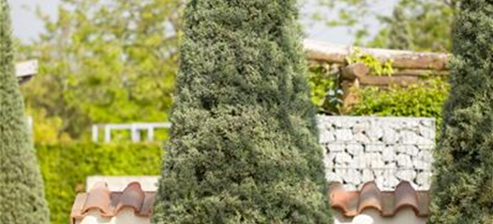 Cupressus arizonica 'Fastigiata'