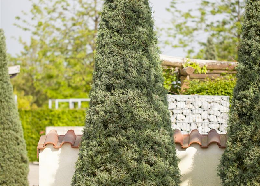 Cupressus arizonica 'Fastigiata'