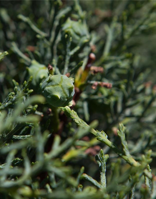 Cupressus arizonica 'Fastigiata'