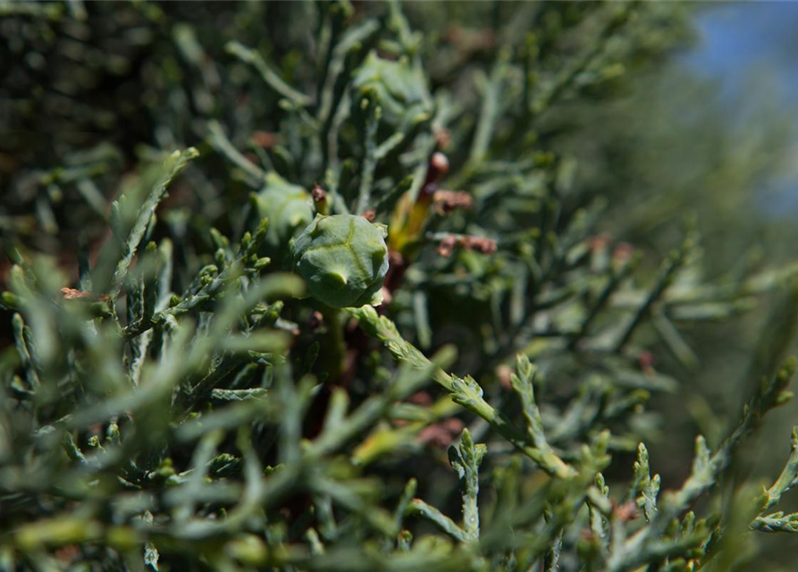 Cupressus arizonica 'Fastigiata'