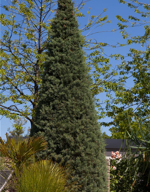 Cupressus arizonica 'Fastigiata'